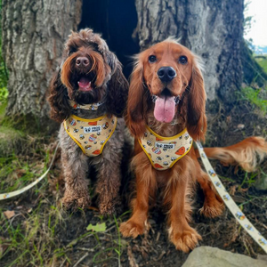 Happy dogs on a walk wearing the FROG DOG CO. adjustable harness with bees design