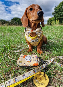 Matching leads and collars with bees pattern by FROG DOG CO.