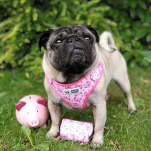 Happy dog on a walk wearing the FROG DOG CO. adjustable harness with pig design