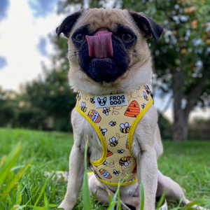 Dog wearing the adjustable bees pattern harness with padded breathable interior